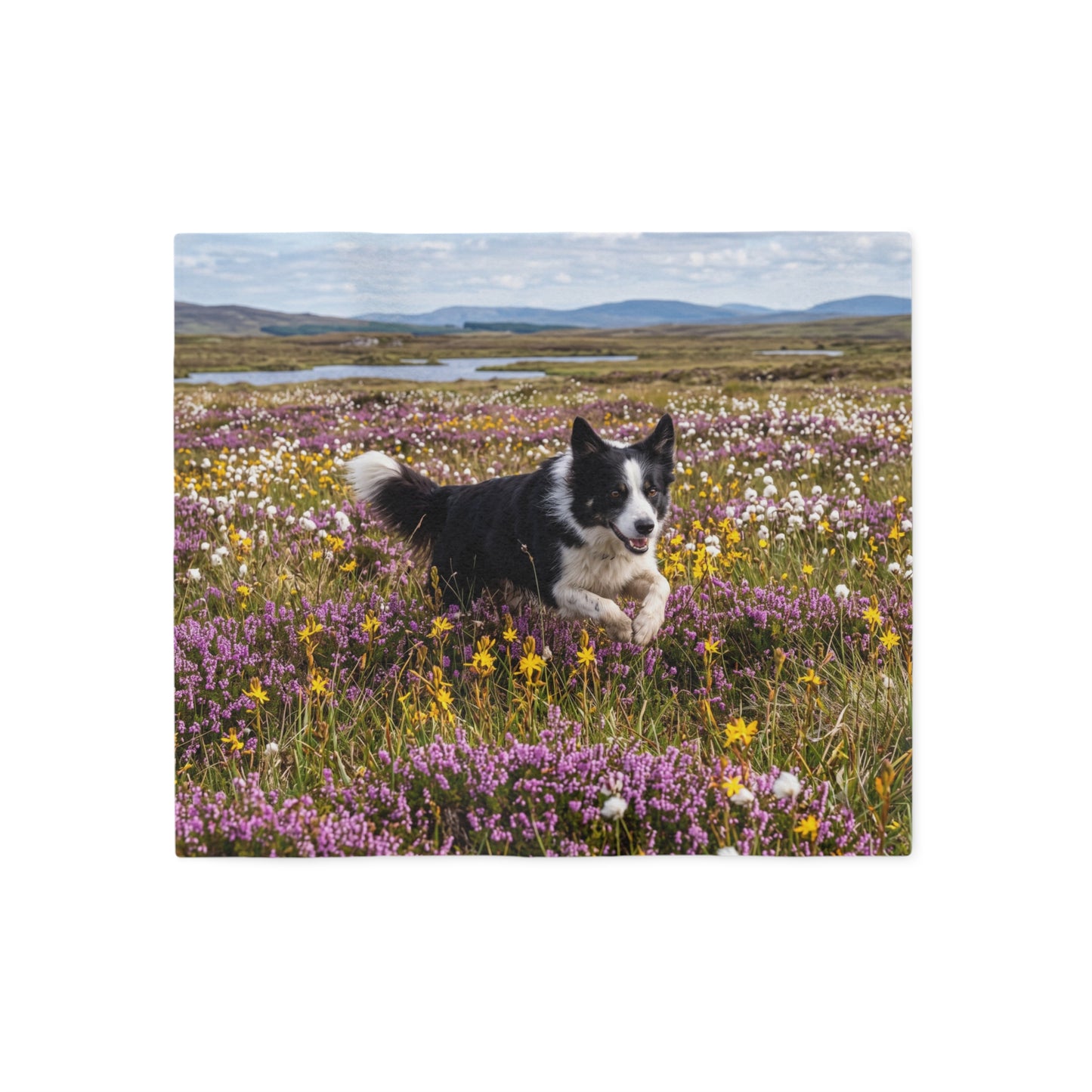 Border Collie Blanket