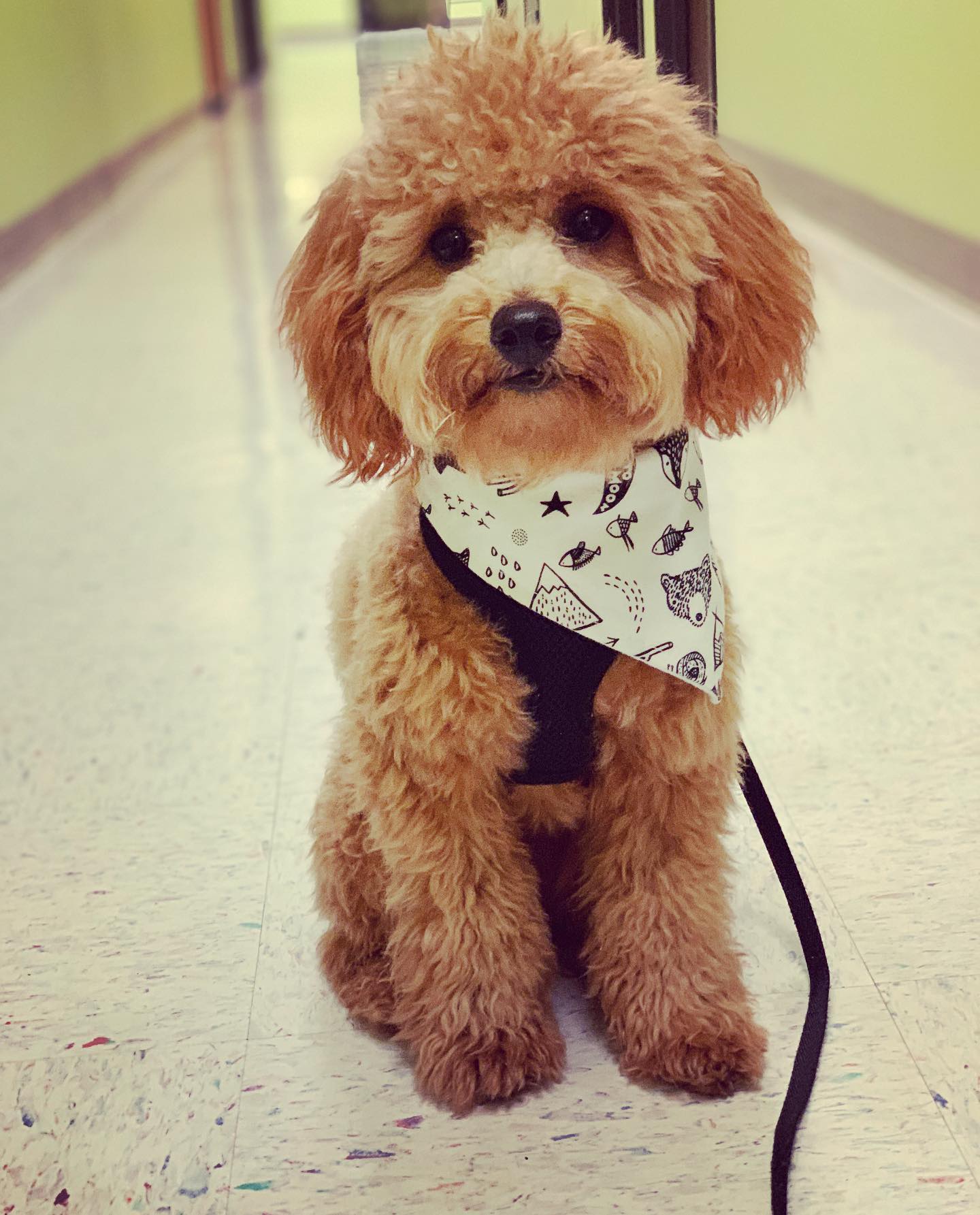 Bandana para perros "Aventura"