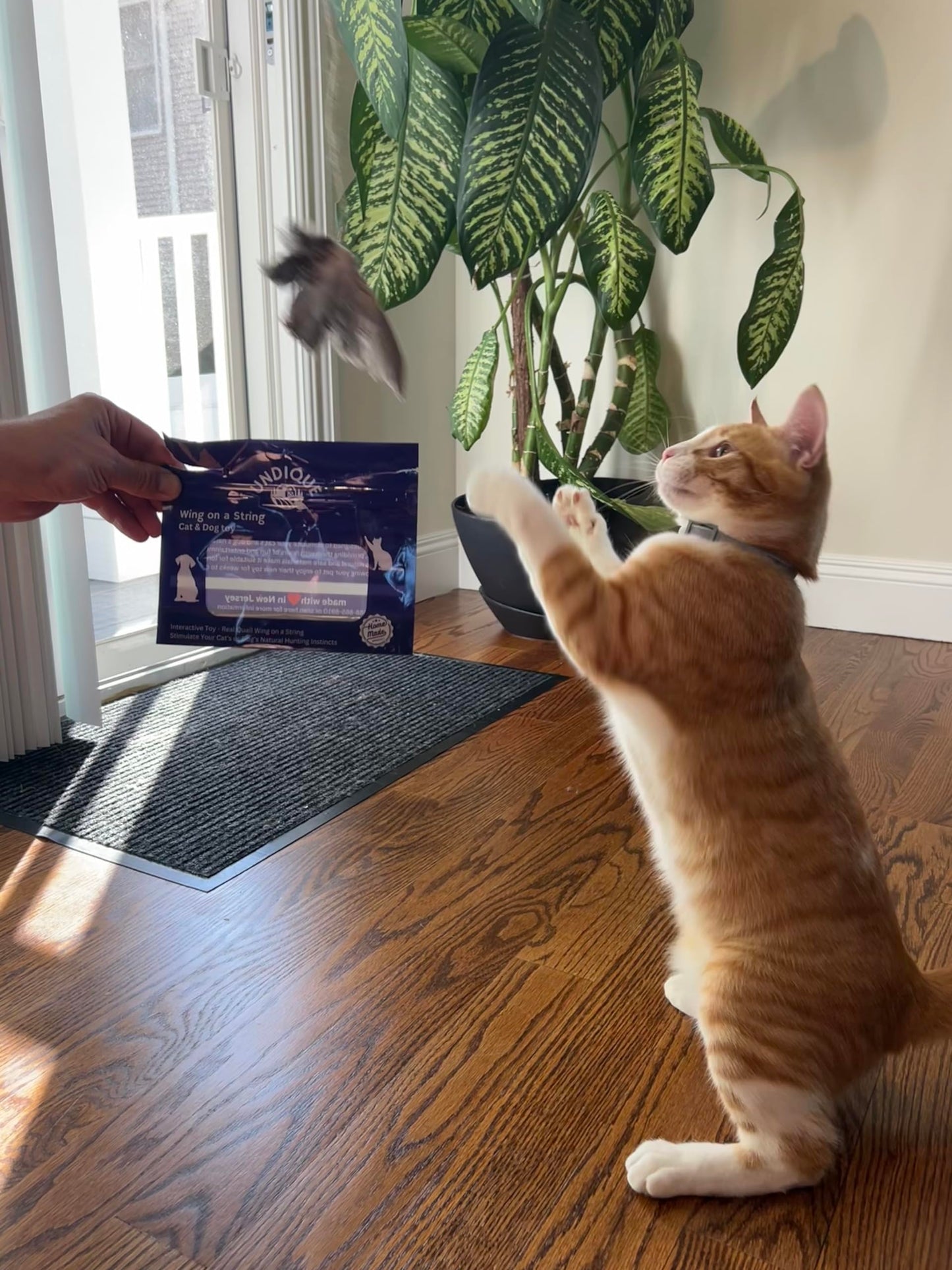 Jouet pour chat en forme d'aile d'oiseau suspendue à une ficelle - Accessoires et fournitures de dressage pour chiens et chats, jeu interactif à l'odeur d'aile de caille, dressage pour chiens de chasse et chats (rapport d'oiseaux).