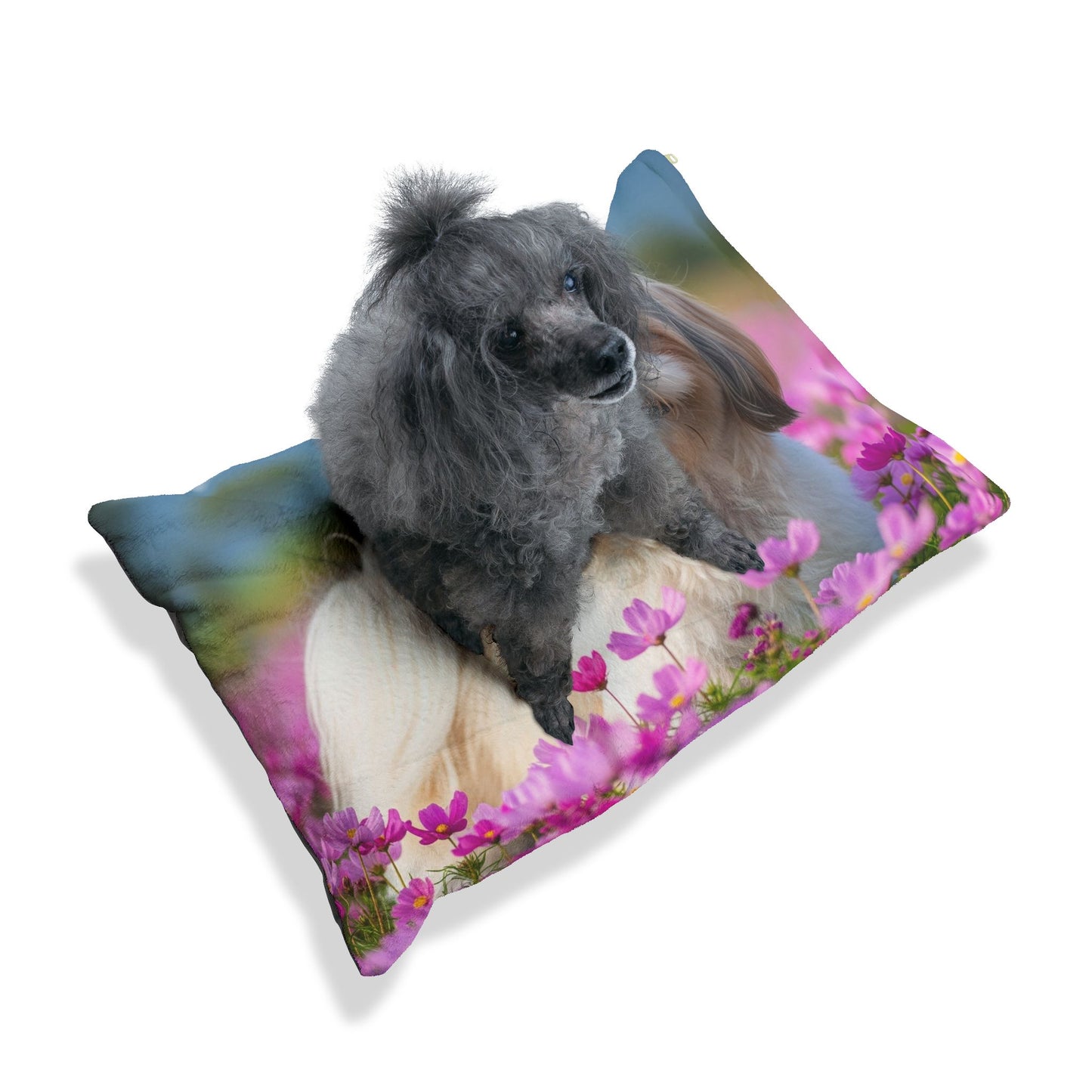 Lit pour Shih Tzu