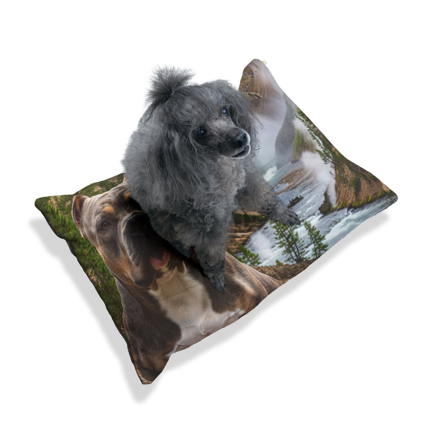 American Bully Pet Bed