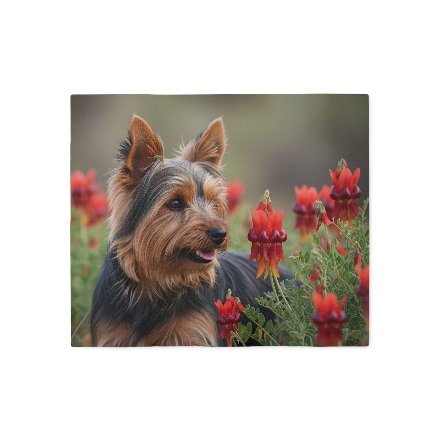 Manta sudadera con diseño de Silky Terrier