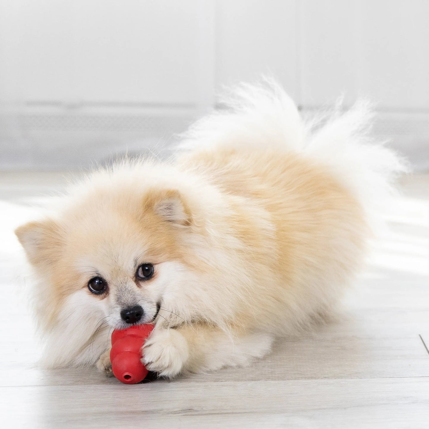 Jouet à mâcher classique pour chien, petit modèle
