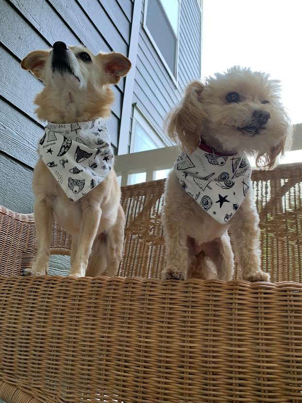 Bandana para perros "Aventura"