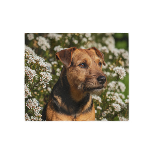 Tenterfield Terrier Sweatshirt Blanket