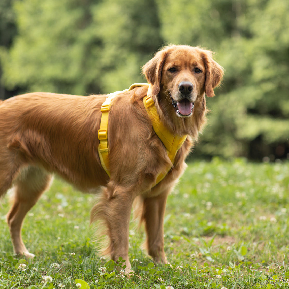 Harnais pour chien jaune en velours