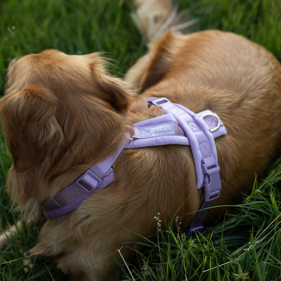 Harnais pour chien Lilas - Velours