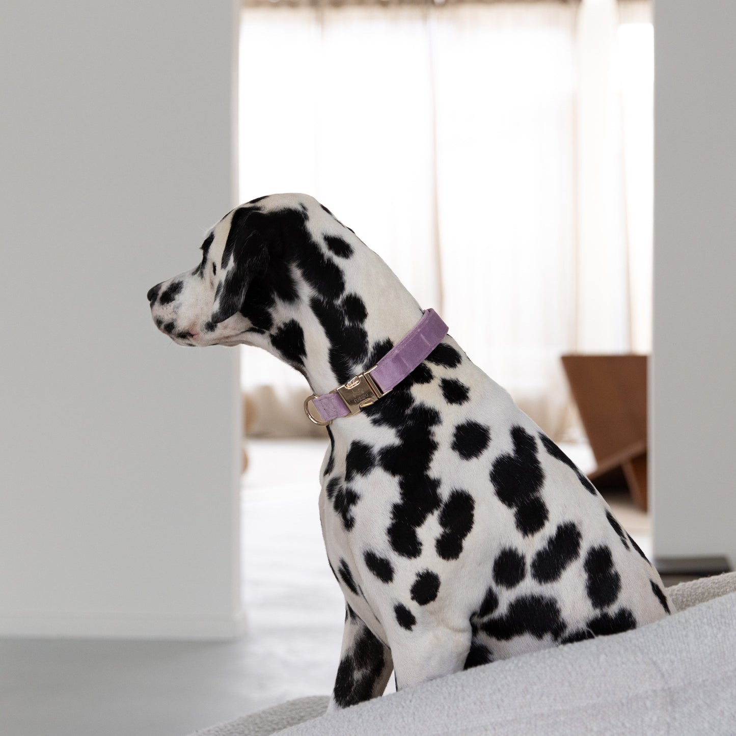 Collier pour chien en velours « Lilas »