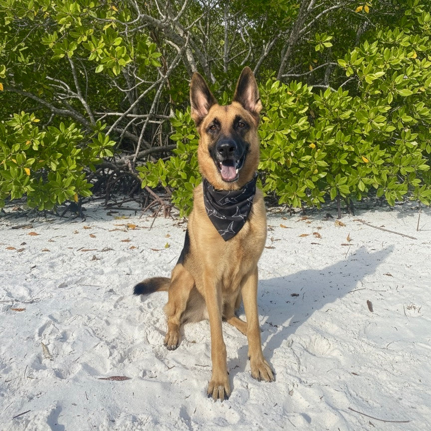 Pañuelo para perro con temática de tiburón