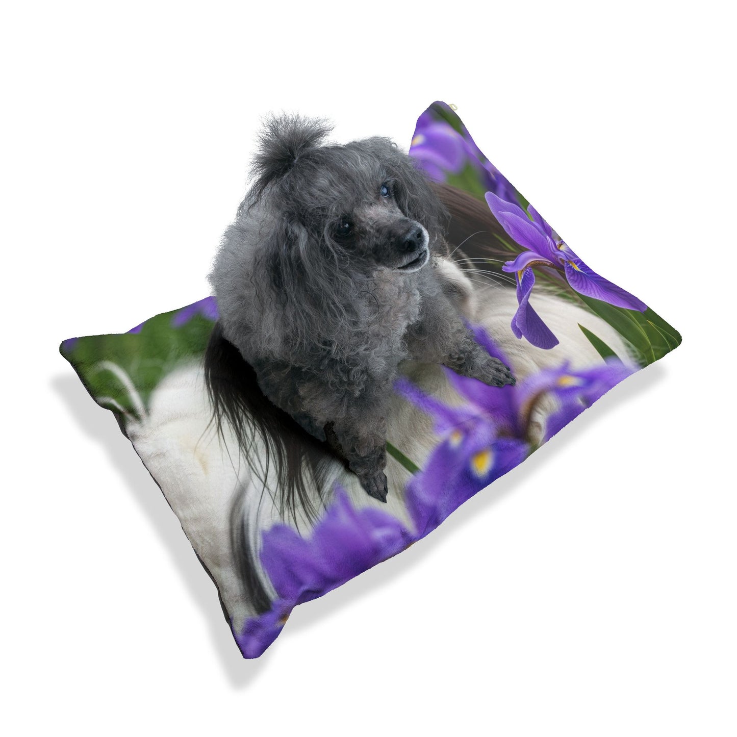 Japanese Chin Pet Bed