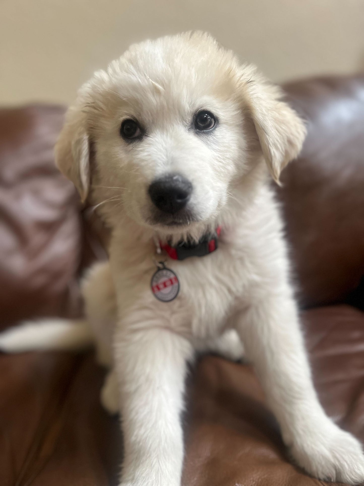 Etiqueta QR de identificación para mascotas de PetHub: Ausente sin correa (AWOL)