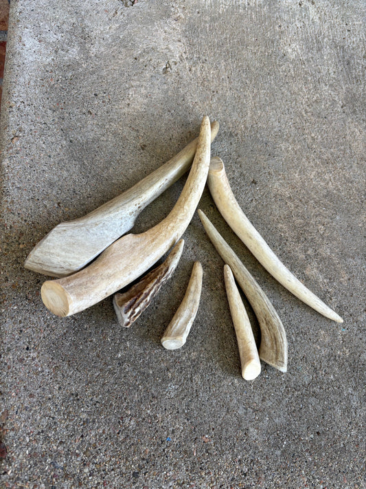 Bois de cerf - petit