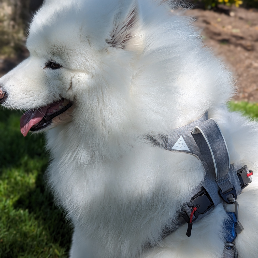 Harnais magnétique pour chien - Attache à une main, conception anti-traction