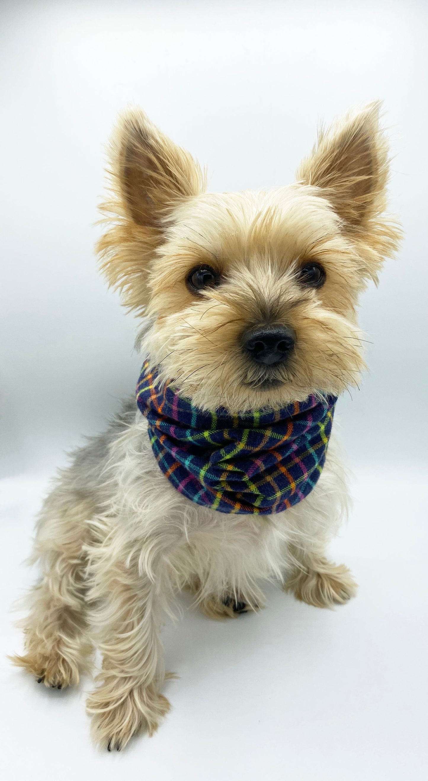 Braga reversible para mascotas 'Brett' 