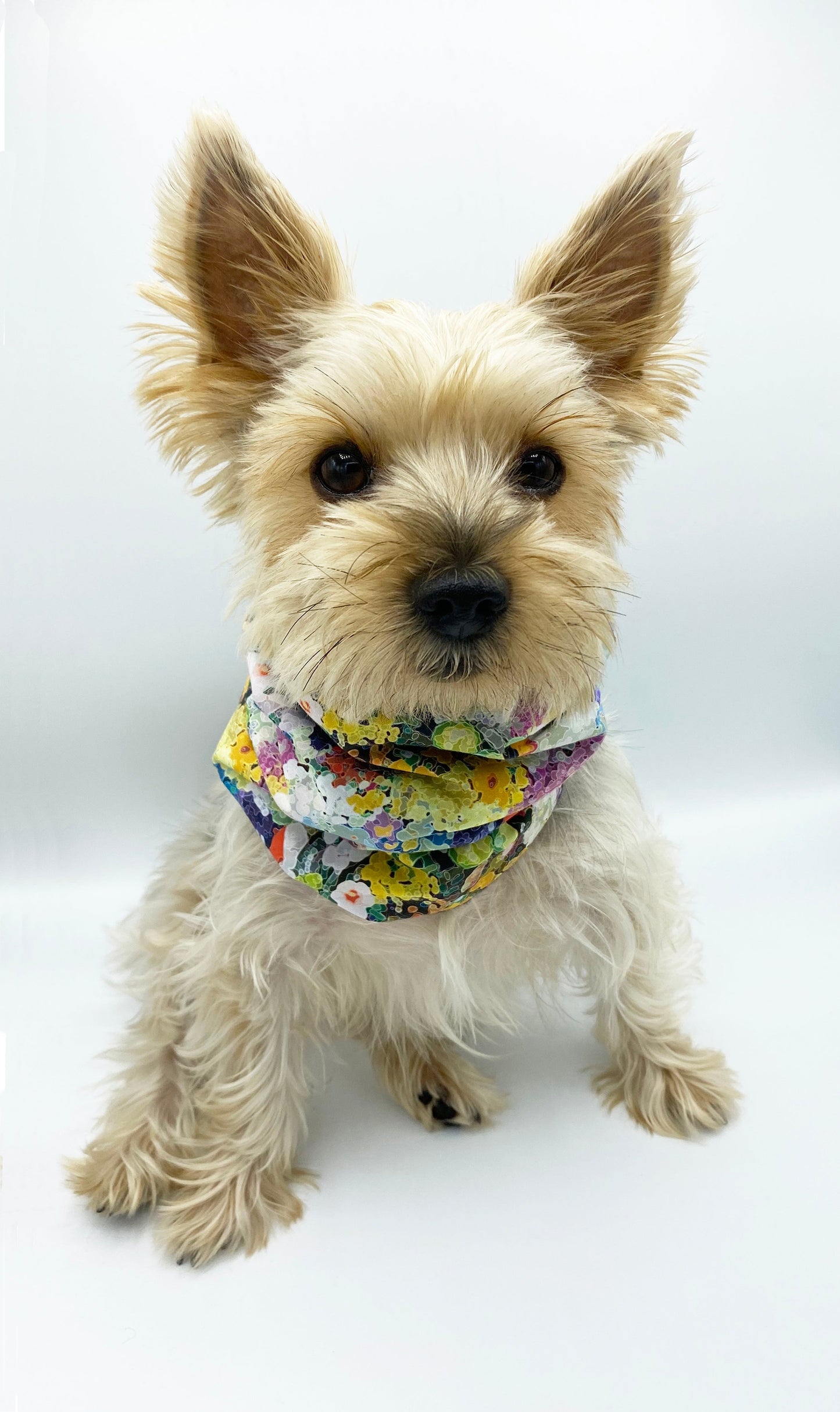Braga reversible para mascotas 'Brett' 