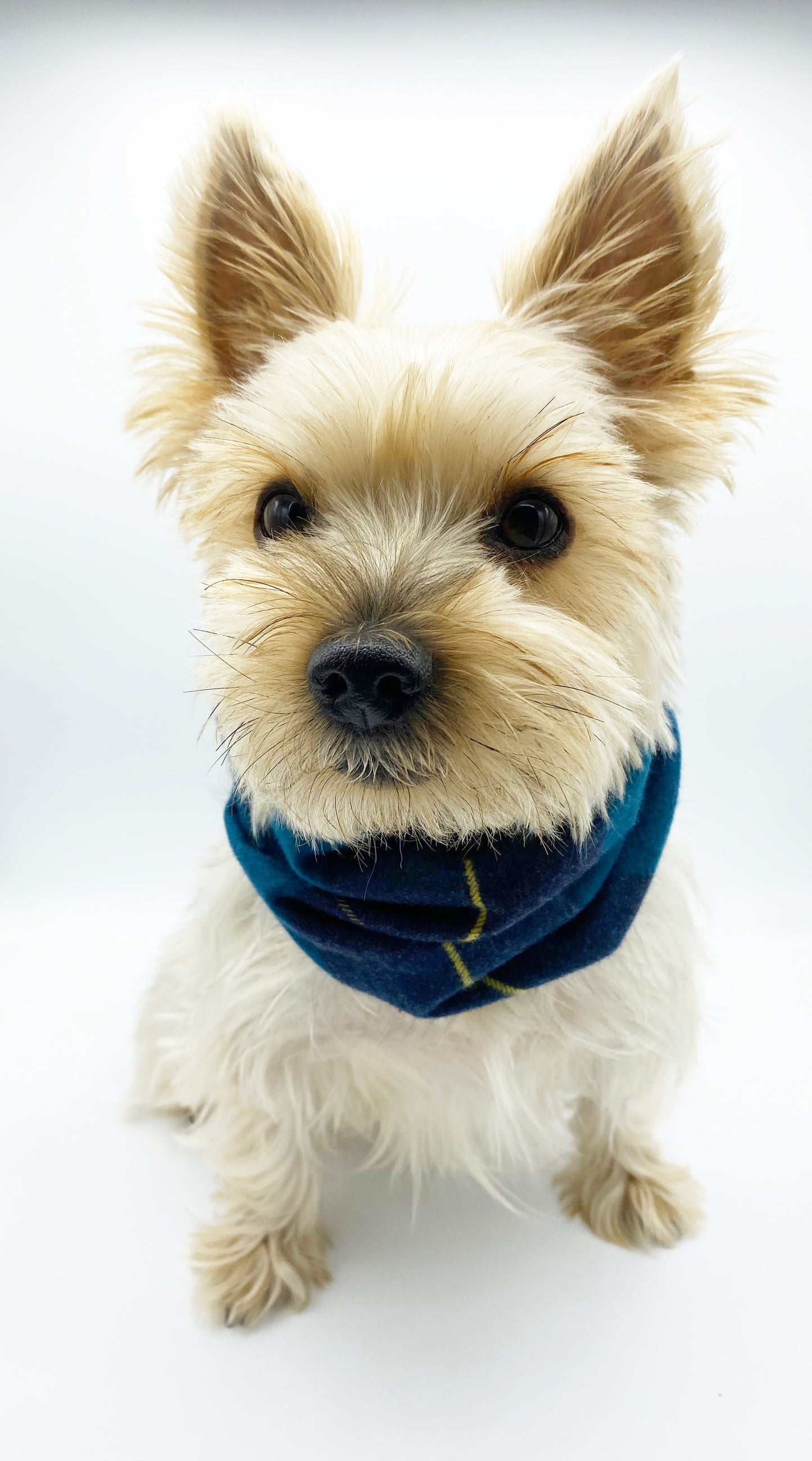 Braga reversible para mascotas 'Blair' 