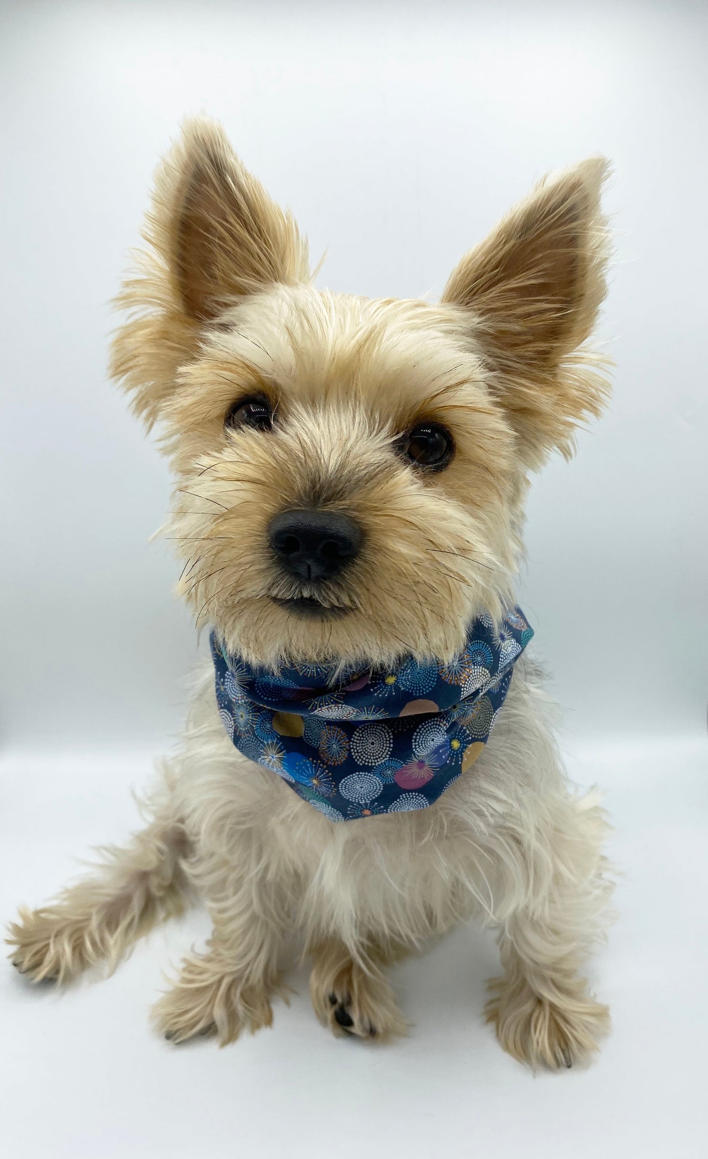 Braga reversible para mascotas 'Blair' 