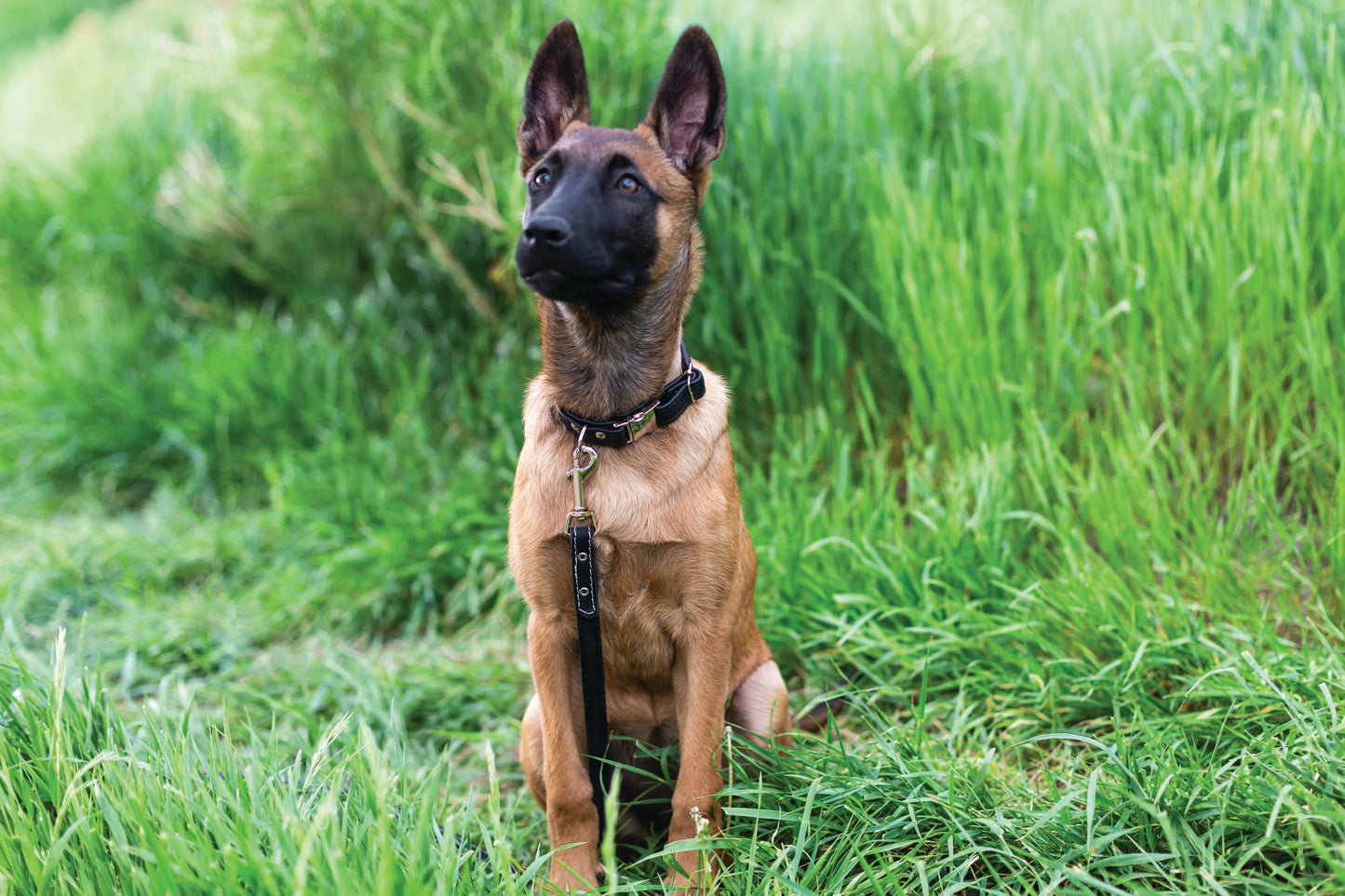 Collar para perro de cuero marrón claro de liberación rápida con estilo enrollado