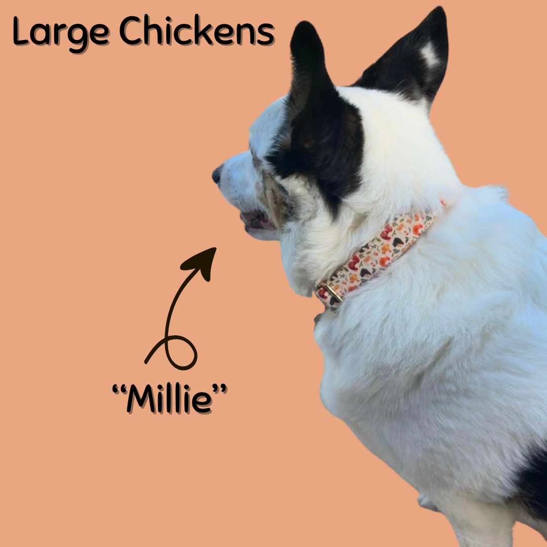 Colliers pour chiens