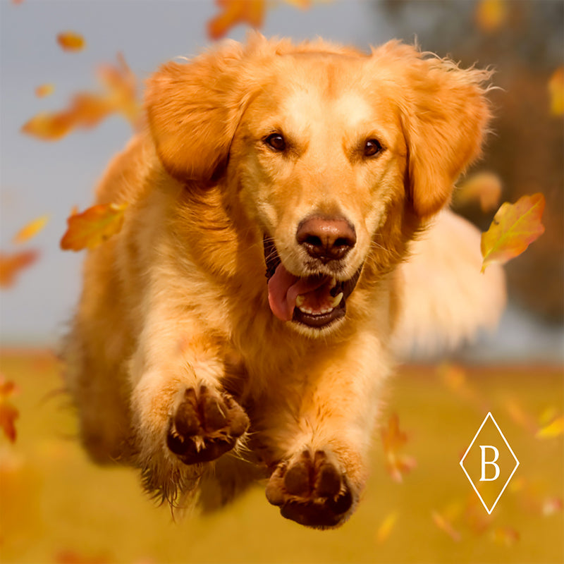 Mobility Bites 100-count jar