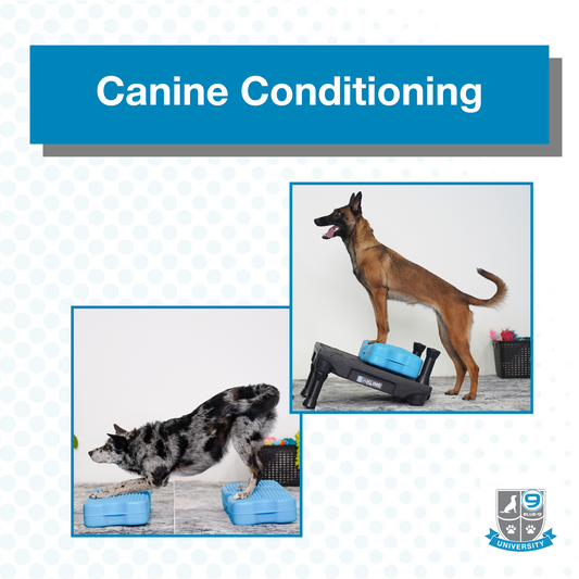 Canine Conditioning (Digital)
