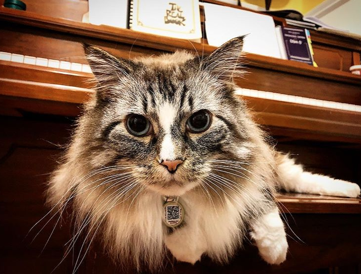 Étiquette d'identification pour animaux PetHub QR – Club original « Retour à la maison »