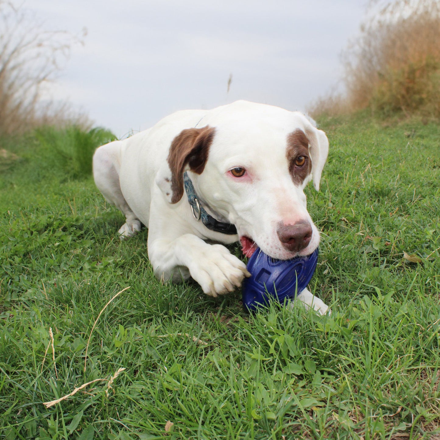 Ballon de football en caoutchouc à mâcher et à couiner 