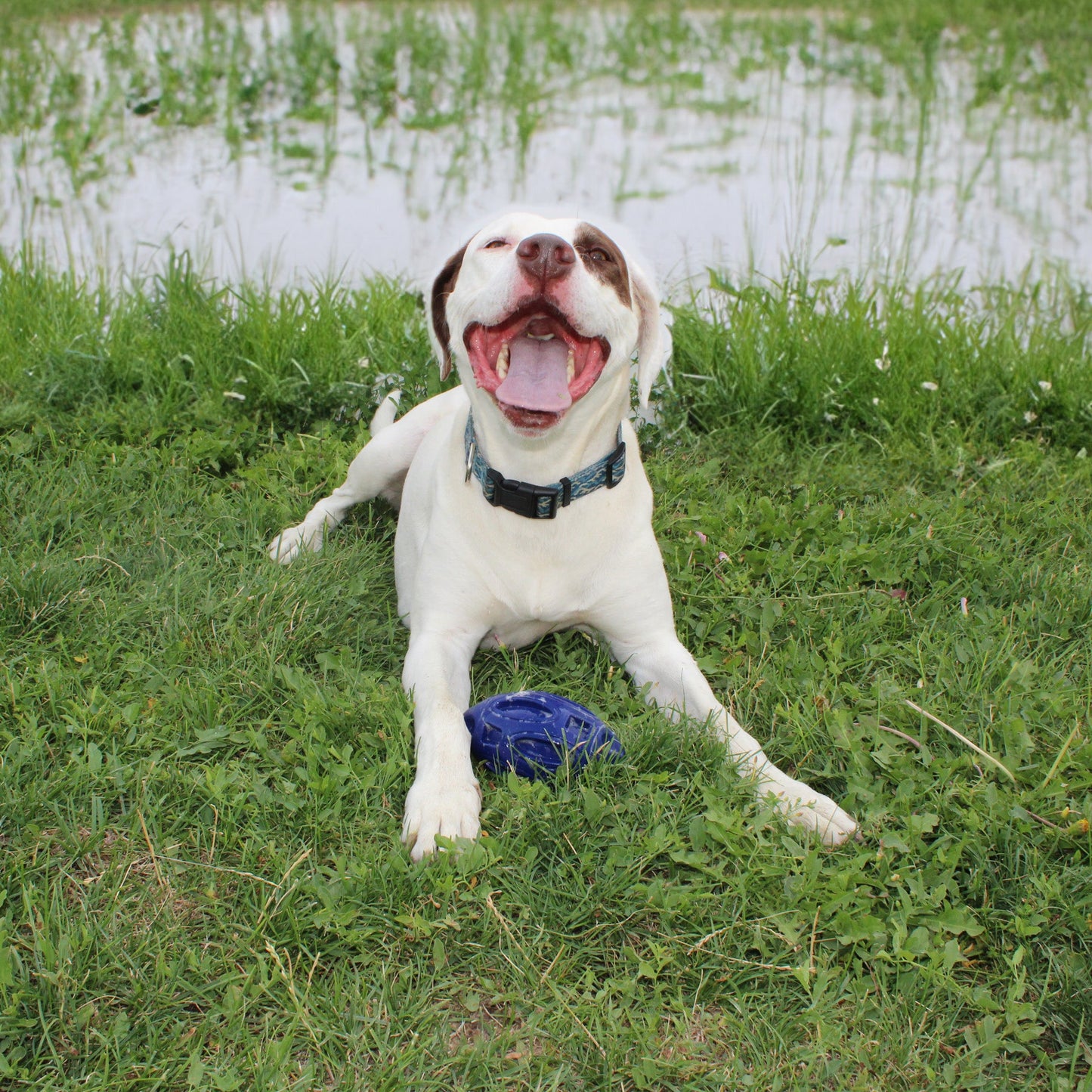 Ballon de football en caoutchouc à mâcher et à couiner 