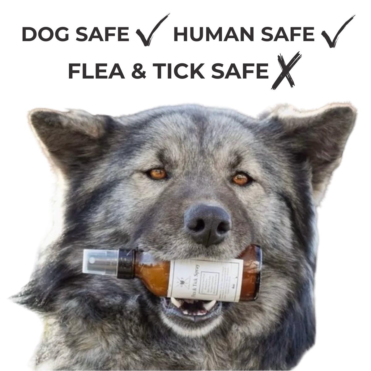 Spray antipulgas y garrapatas para perros