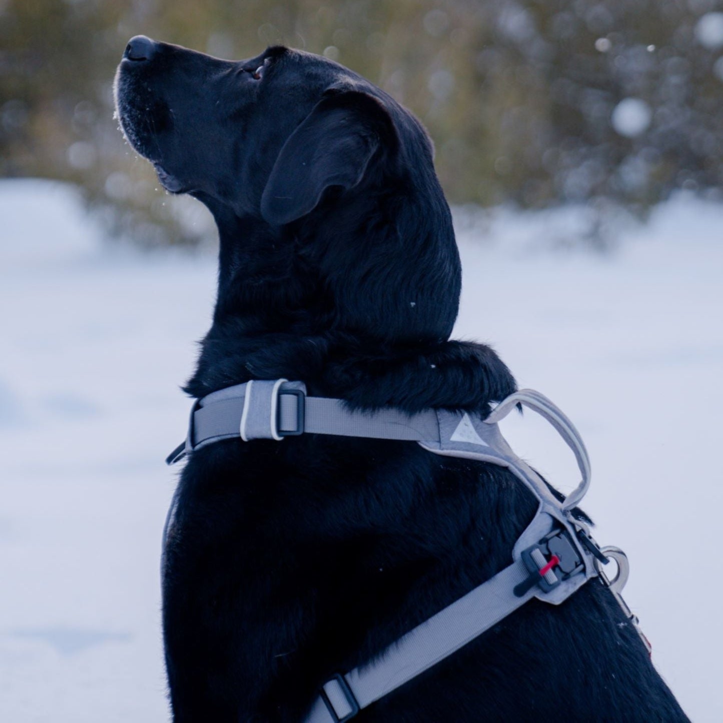 Harnais magnétique pour chien - Attache à une main, conception anti-traction