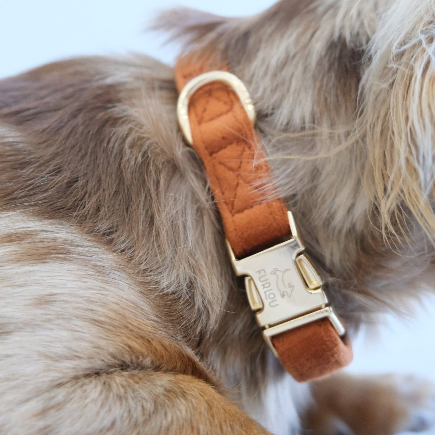 Collier pour chien en velours « Clay »