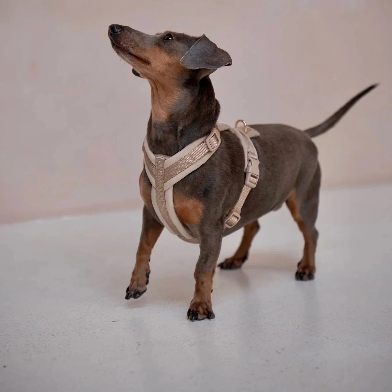 Harnais pour chien en velours sable