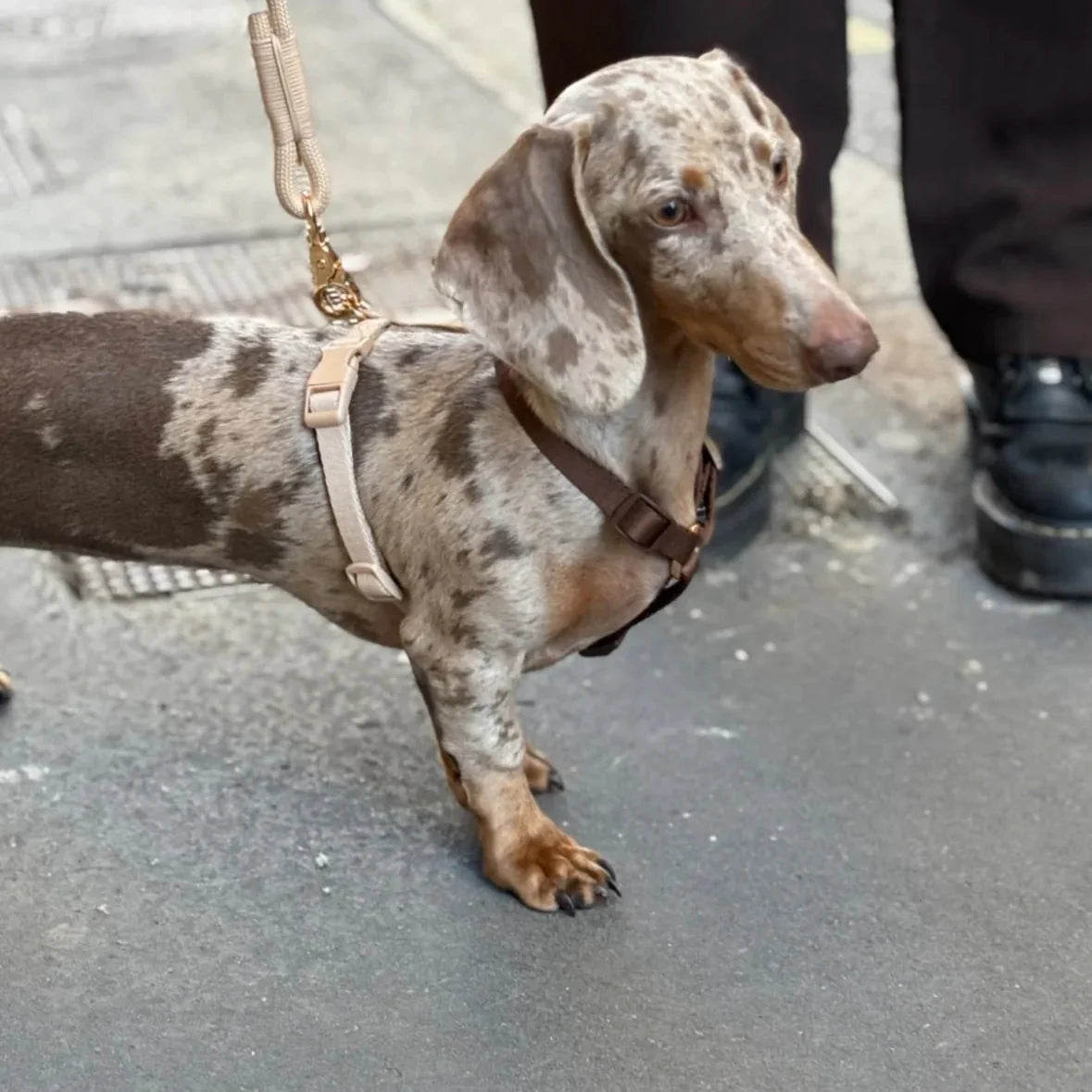 Harnais pour chien bleu et vert