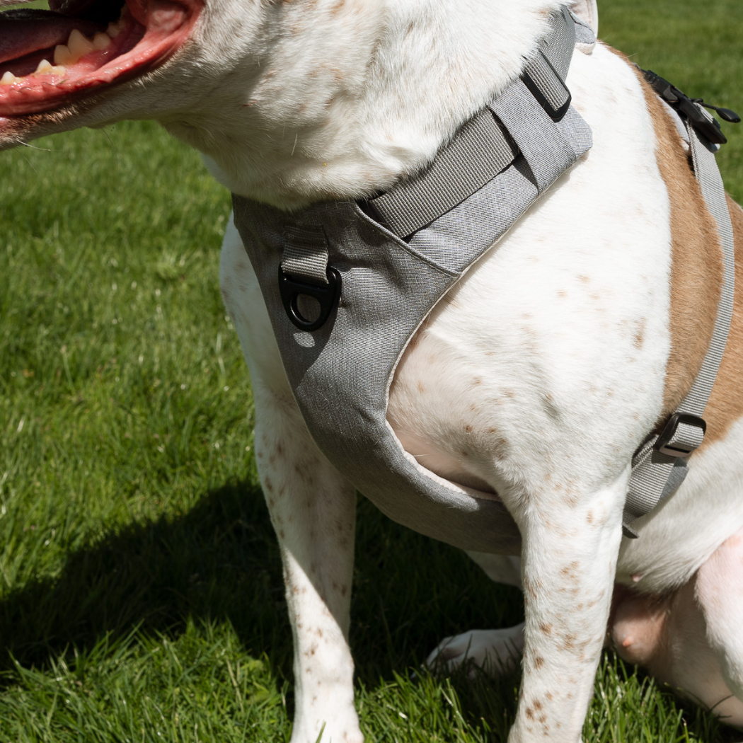 Harnais magnétique pour chien - Attache à une main, conception anti-traction