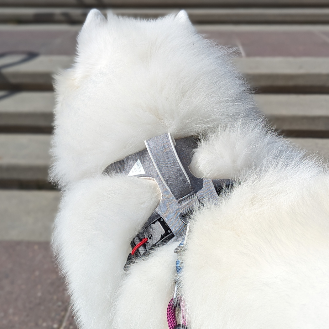 Harnais magnétique pour chien - Attache à une main, conception anti-traction
