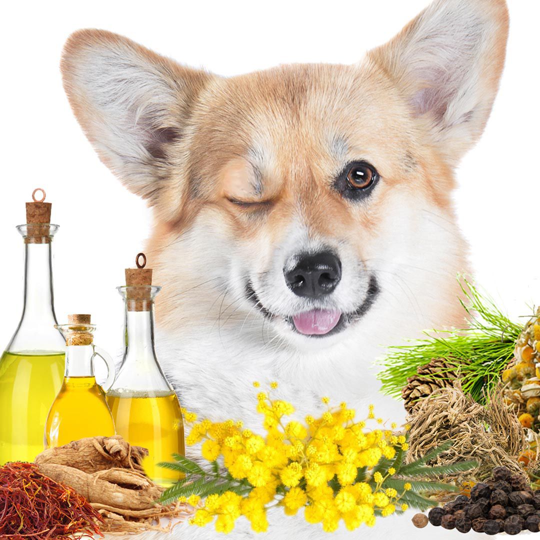 Eau de Cologne pour chien First Sniff - Votre première odeur reste gravée dans ma mémoire 
