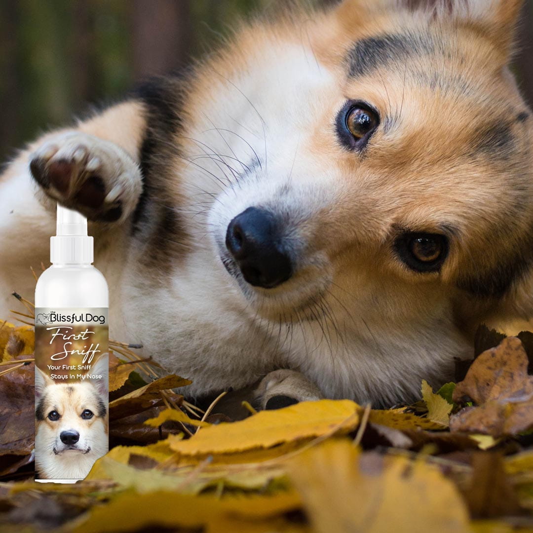 Eau de Cologne pour chien First Sniff - Votre première odeur reste gravée dans ma mémoire 