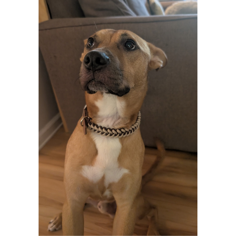 Collar para perro trenzado a mano con cola de pez en burdeos y crema