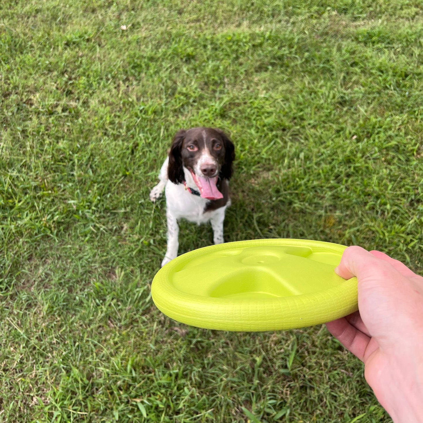 Frisbee Harley Flyer 
