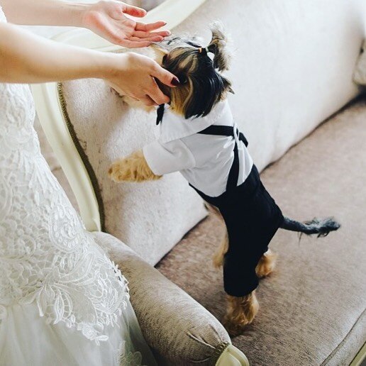 Costume élégant pour animaux de compagnie avec nœud papillon 