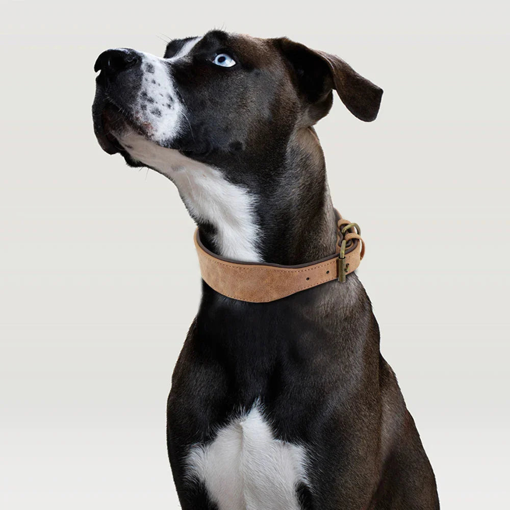 Collier Large Luxe - Cuir rembourré pour grands chiens