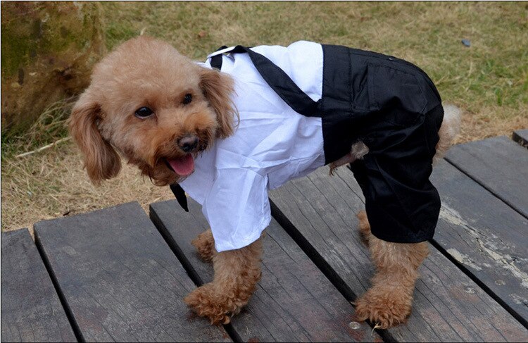 Costume élégant pour animaux de compagnie avec nœud papillon 