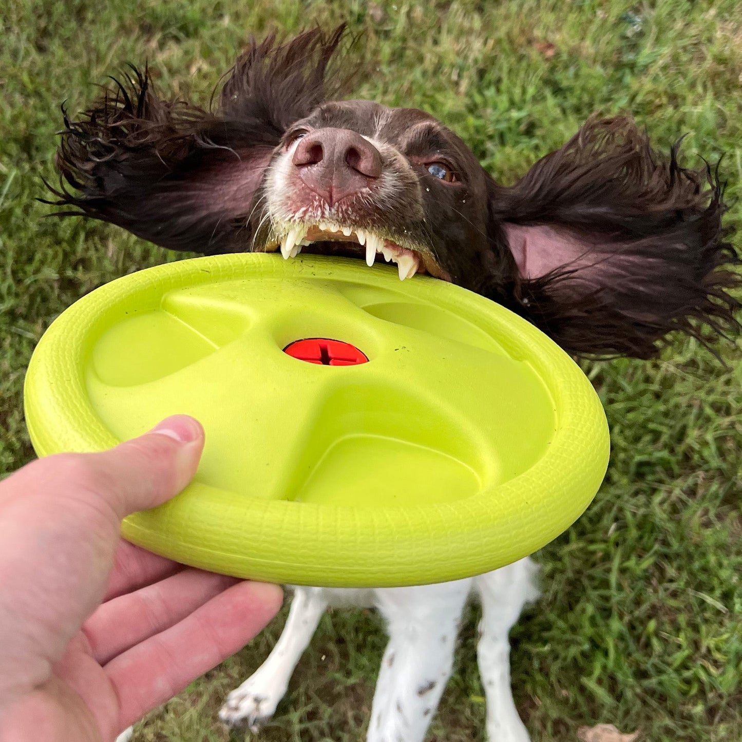 Frisbee Harley Flyer 