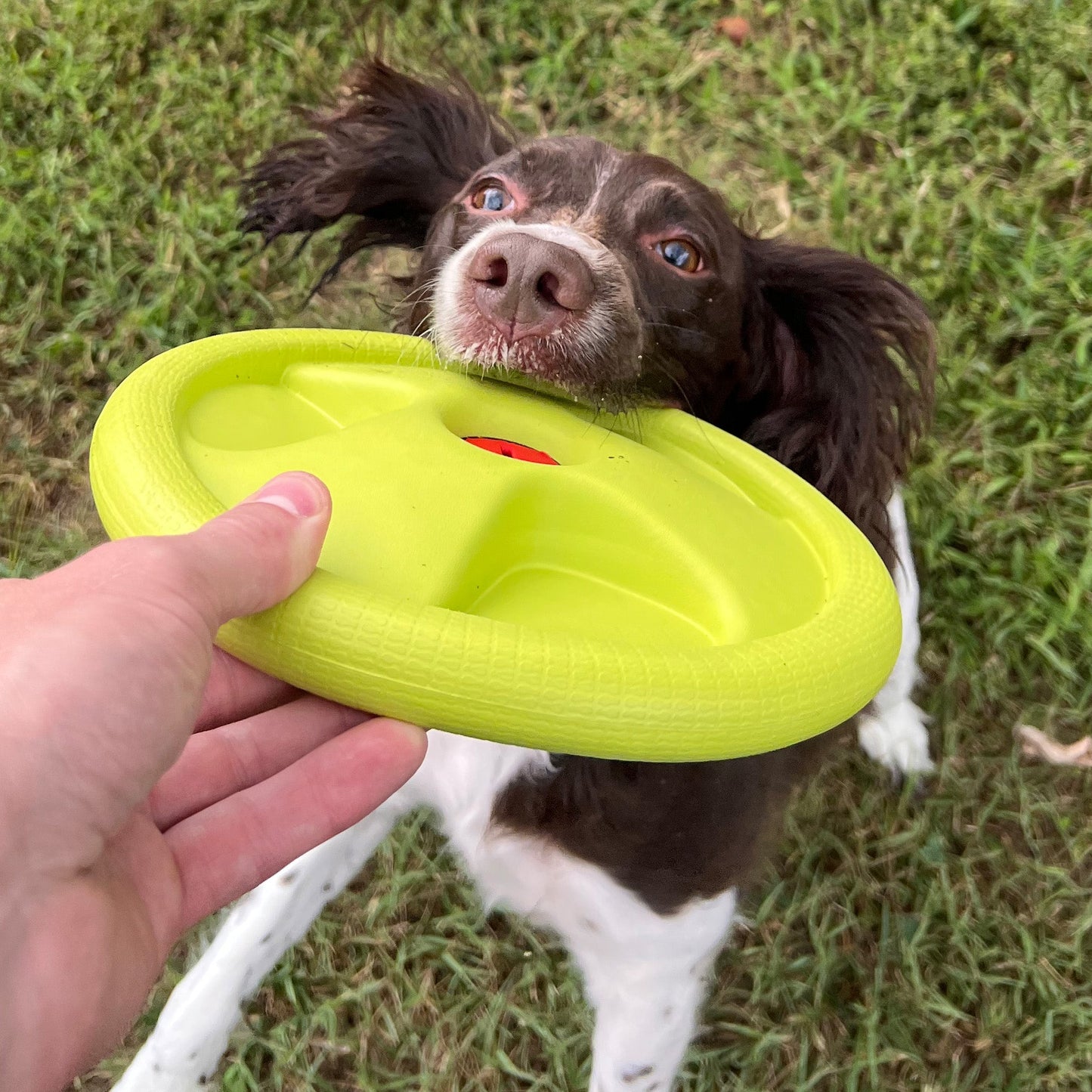 Frisbee Harley Flyer 
