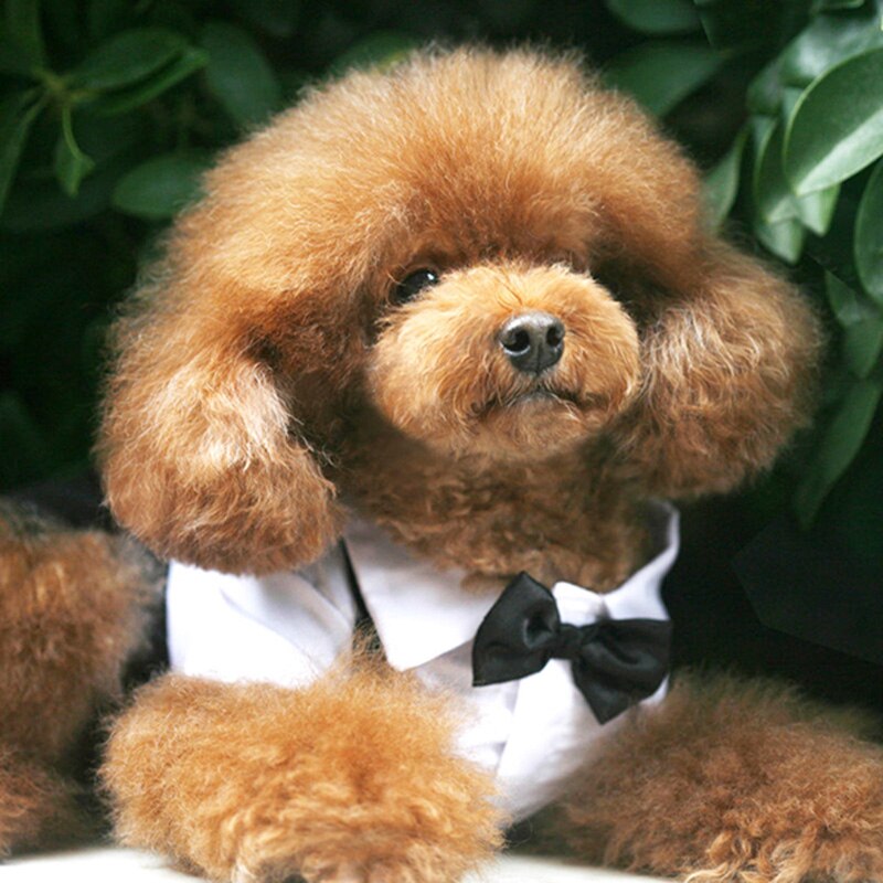 Costume élégant pour animaux de compagnie avec nœud papillon 