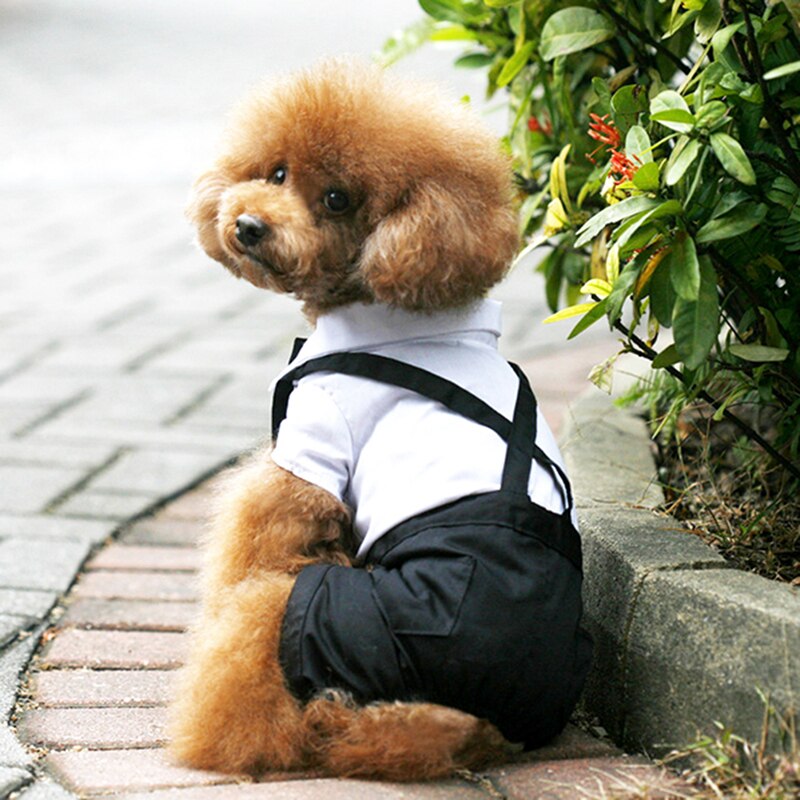 Costume élégant pour animaux de compagnie avec nœud papillon 