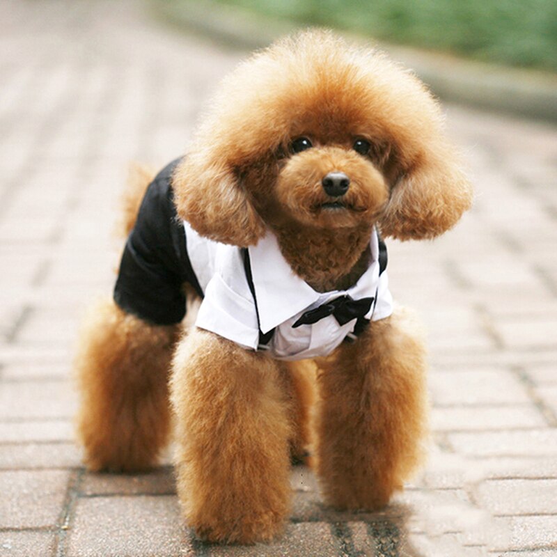 Costume élégant pour animaux de compagnie avec nœud papillon 