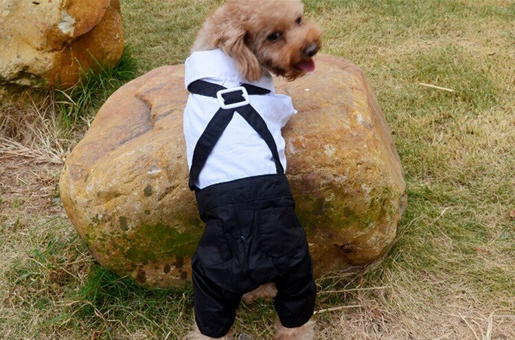 Costume élégant pour animaux de compagnie avec nœud papillon 