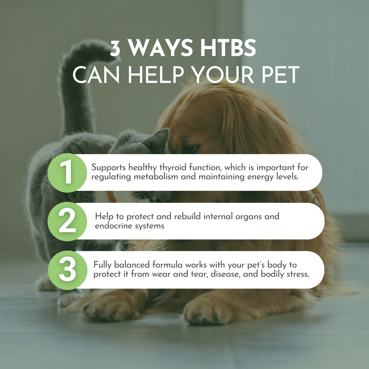 Apoyo holístico para todo el cuerpo: multivitamínico y apoyo glandular para perros y gatos