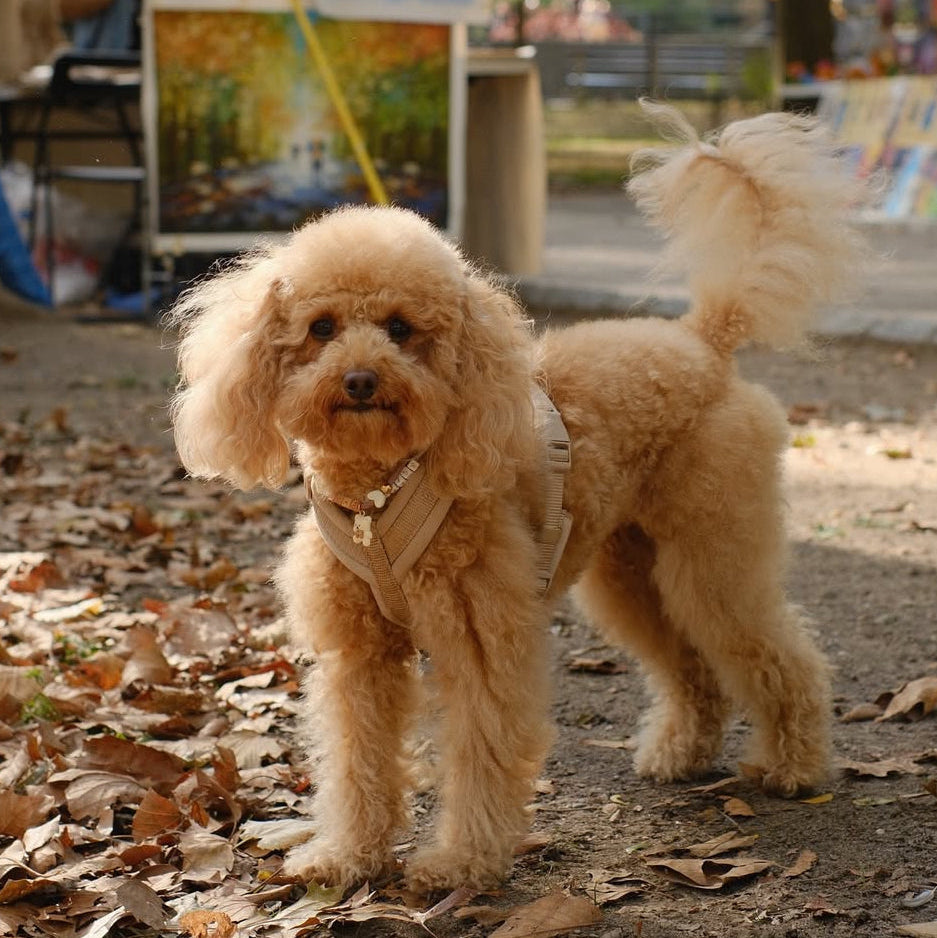Harnais pour chien confortable couleur fauve